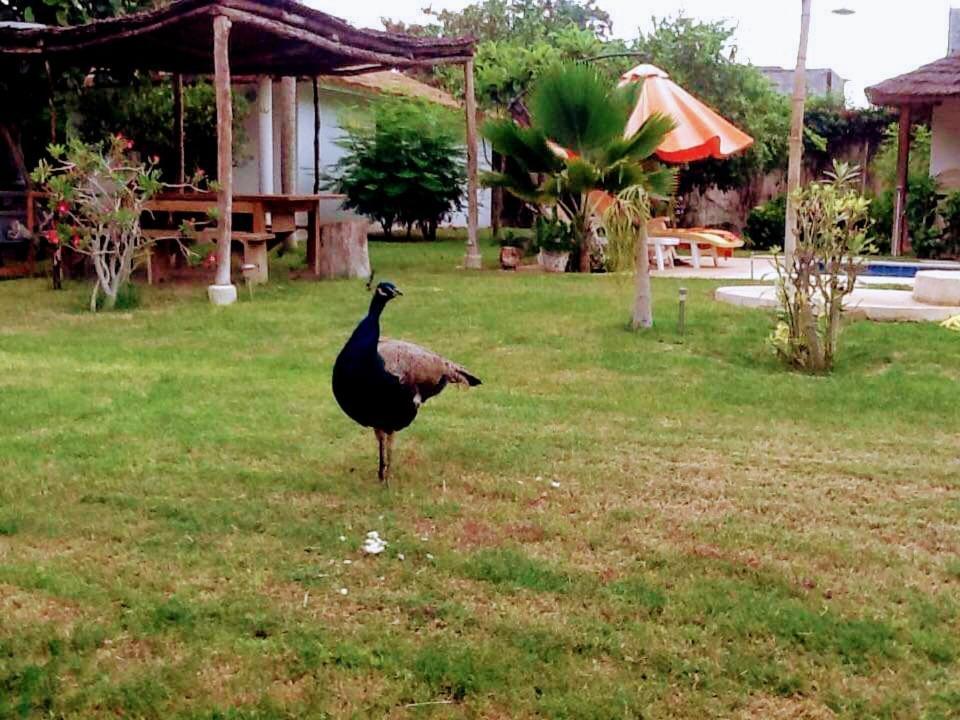 Hotel Jardin D'Afrique Saly Portudal Pokój zdjęcie