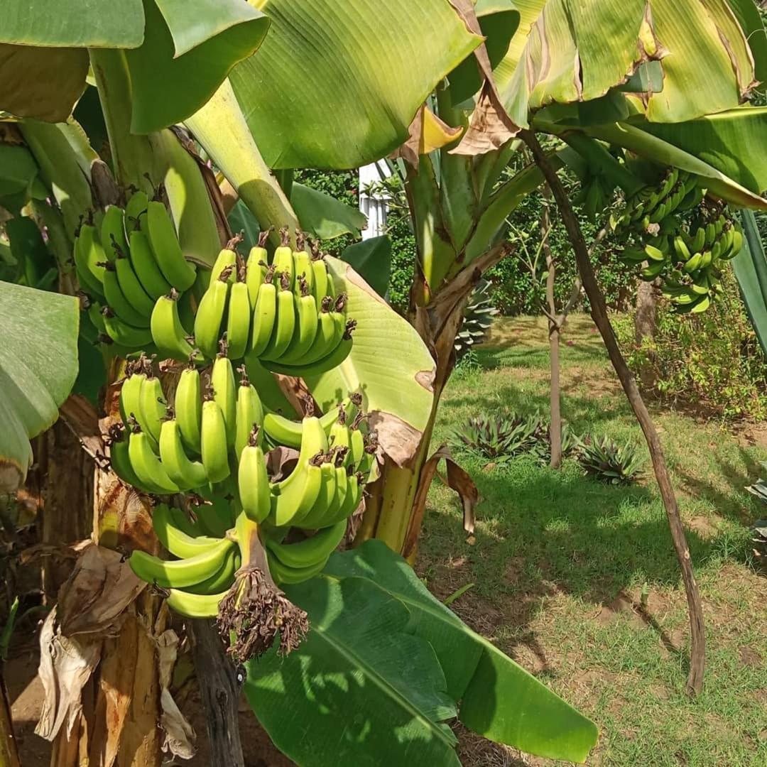 Hotel Jardin D'Afrique Saly Portudal Pokój zdjęcie
